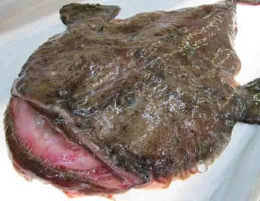 Lophius americanus Groundfish Products Allen39s Fisheries Limited