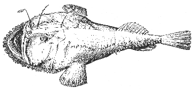 Lophius americanus American goosefish