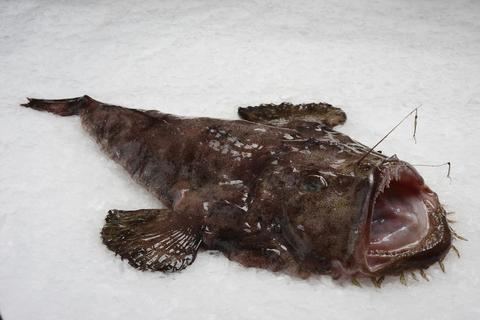 Lophius Monkfish