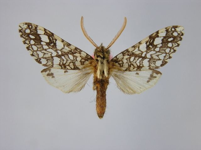 Lophocampa affinis