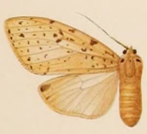 Lophocampa albescens