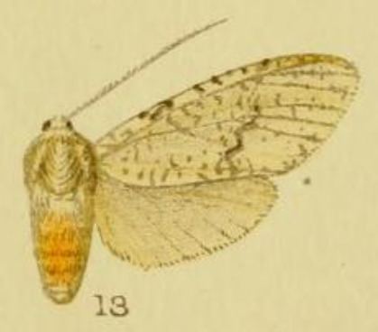 Lophocampa albipennis