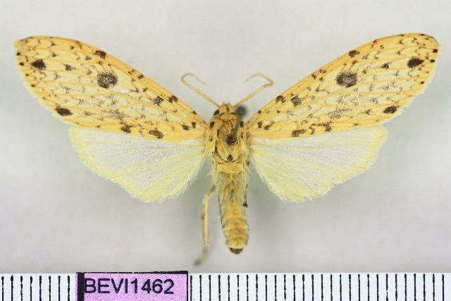 Lophocampa atrimaculata