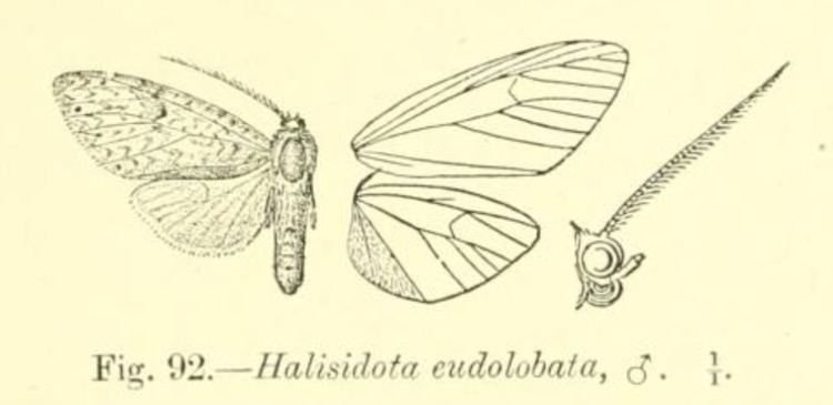Lophocampa endolobata