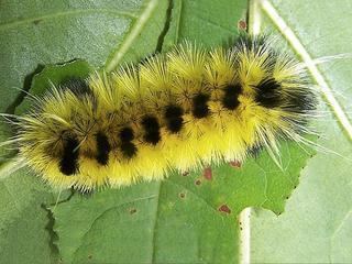 Lophocampa maculata Lophocampa maculata Spotted tussock moth Discover Life