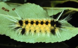 Lophocampa maculata Lophocampa maculata Spotted Tussock Moth Discover Life