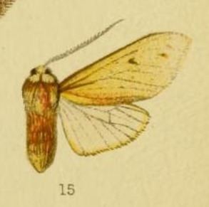 Lophocampa montana