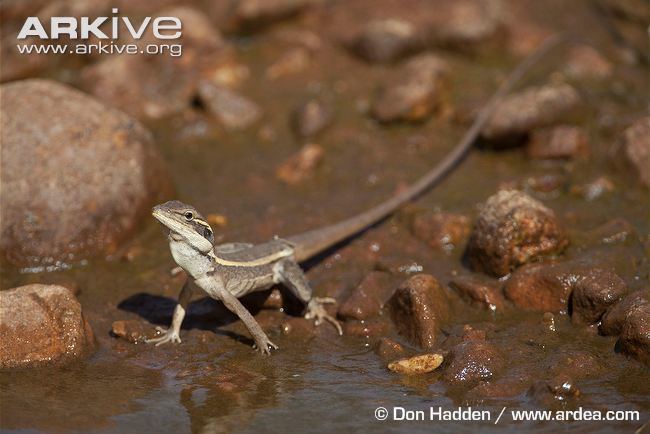 Lophognathus Gilbert39s dragon videos photos and facts Lophognathus gilberti