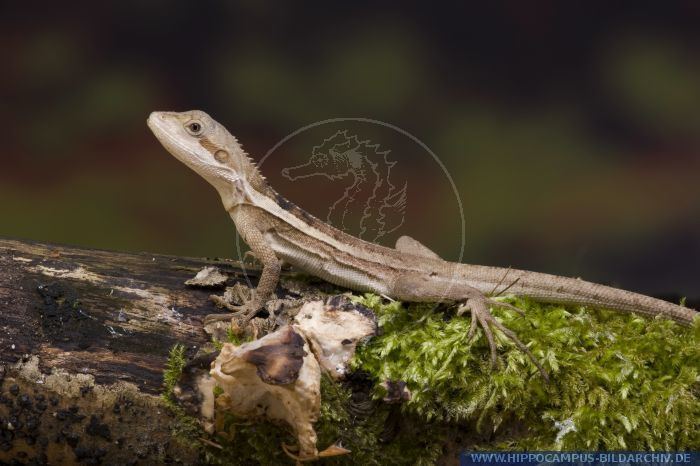 Lophognathus Lophognathus temporalis alias Striped Water Dragon Hippocampus