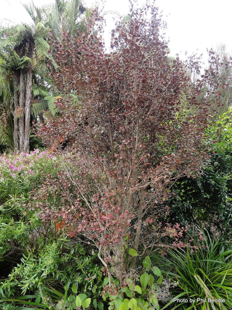 Lophomyrtus TERRAIN Taranaki Educational Resource Research Analysis