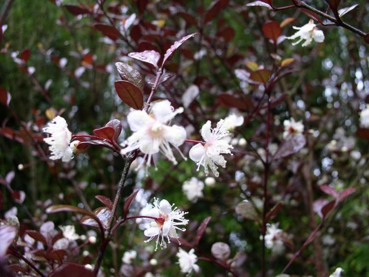 Lophomyrtus Lophomyrtus Kathryn Post A Plant Online