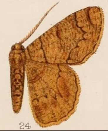 Lophophelma neonoma