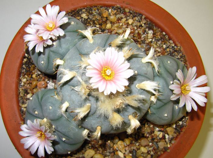 Lophophora MagiCactuscom Lophophora Williamsii Peyote