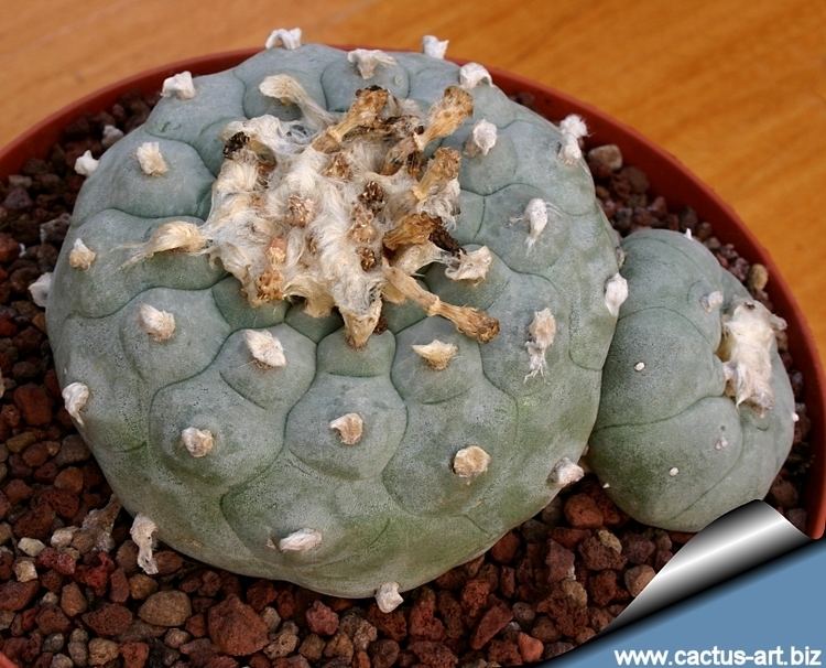 Lophophora Lophophora williamsii