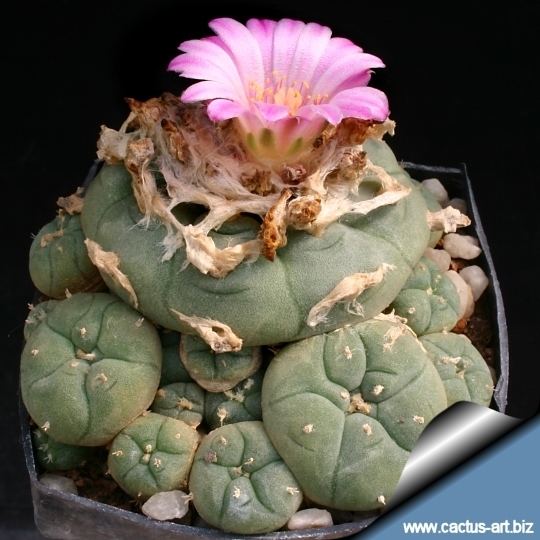 Lophophora Lophophora jourdaniana