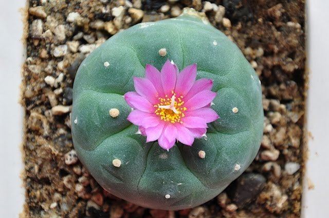 Lophophora LOPHOPHORA Lophophora fricii information on the peyote cactus et