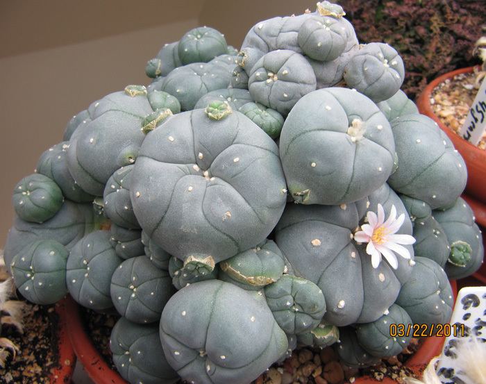 Lophophora MagiCactuscom Lophophora Williamsii Peyote