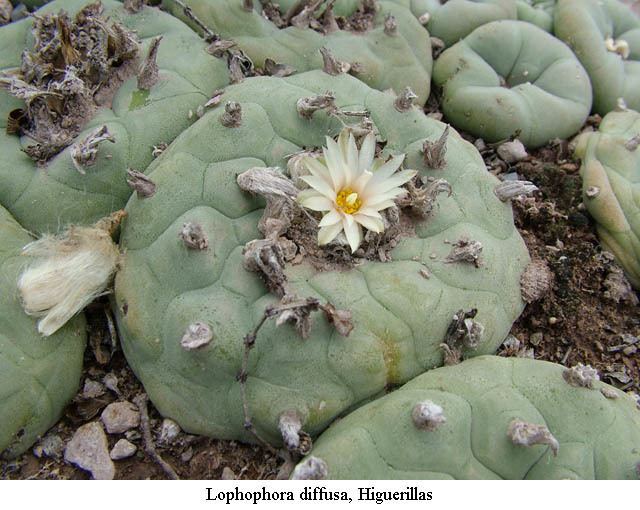 Lophophora diffusa LOPHOPHORA Lophophora diffusa information on the peyote cactus et
