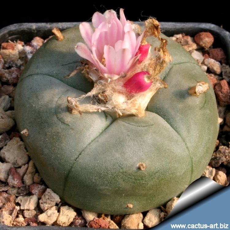 Lophophora Lophophora williamsii