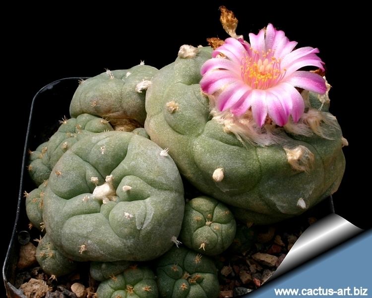 Lophophora wwwcactusartbizschedeLOPHOPHORALophophoraju