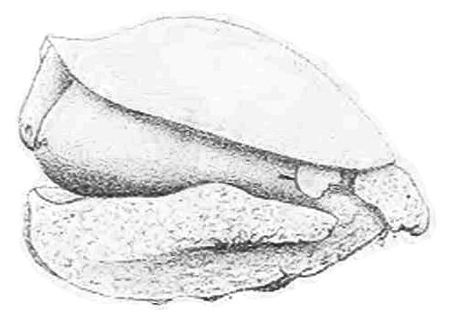 Lophopleurella capensis