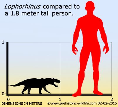 Lophorhinus wwwprehistoricwildlifecomimagesspecieslloph