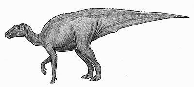 Lophorhothon wwwnhmacukresourcesnatureonlinelifedinosau