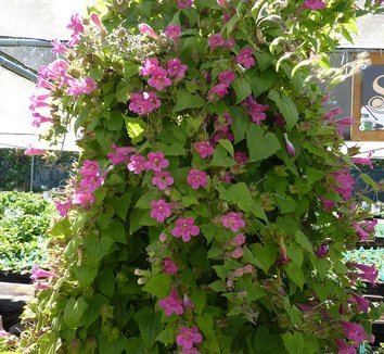 Lophospermum Lophospermum erubescens Asarina erubescens Creeping Gloxinia