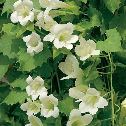 Lophospermum Lofos White Lophospermum hybrid Proven Winners