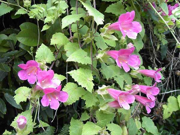 Lophospermum Lophospermum erubescens David39s Garden Diary