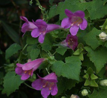 Lophospermum Lophospermum erubescens Asarina erubescens Creeping Gloxinia