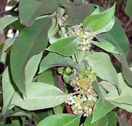 Lophostemon suaveolens Lophostemon suaveolens MYRTACEAE Swamp Box