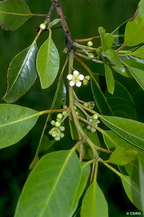 Lophostemon suaveolens Factsheet Lophostemon suaveolens