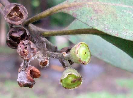 Lophostemon suaveolens Lophostemon suaveolens MYRTACEAE Swamp Box