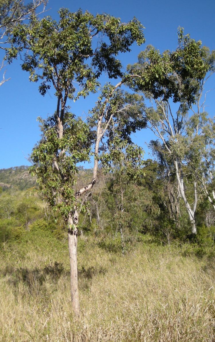 Lophostemon suaveolens Lophostemon suaveolens Images Useful Tropical Plants