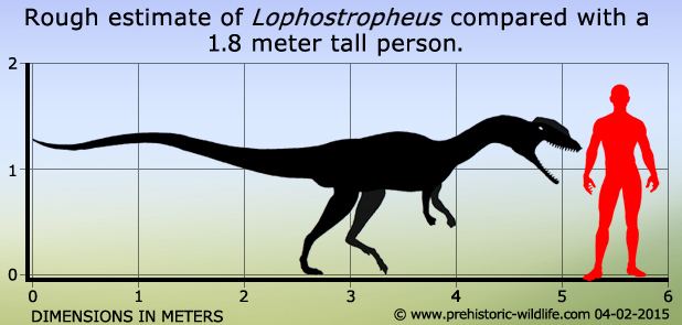 Lophostropheus Lophostropheus