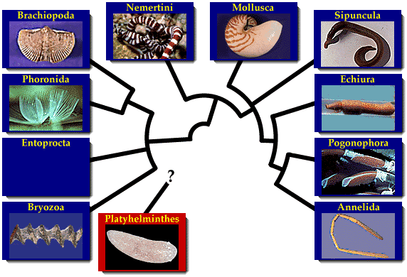 Lophotrochozoa Introduction to the Lophotrochozoa