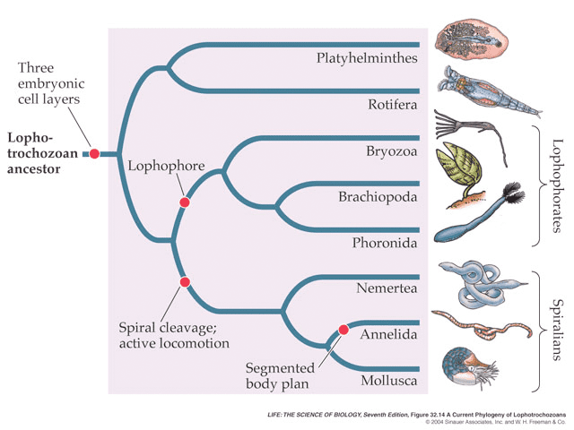 Lophotrochozoa BIL 106 Lecture 16