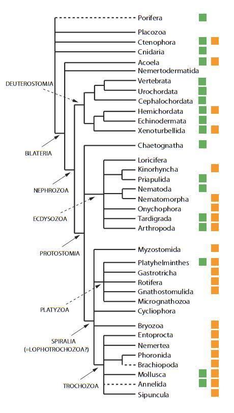 Lophotrochozoa Lophophorates A Brief Taxonomy