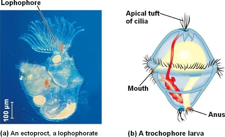 Lophotrochozoa Lophotrochozoahtml 3213Lophotrochozoanjpg