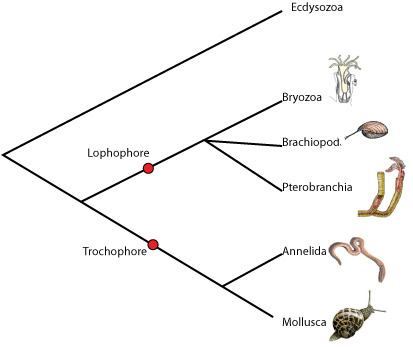 Lophotrochozoa Protostomes