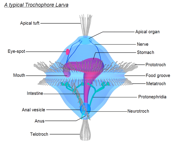 Lophotrochozoa BIL 106 Lecture 16