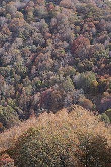 Lophozonia macrocarpa httpsuploadwikimediaorgwikipediacommonsthu