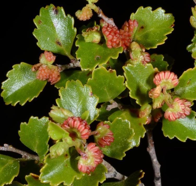 Lophozonia menziesii Flora of New Zealand Taxon Profile Lophozonia menziesii