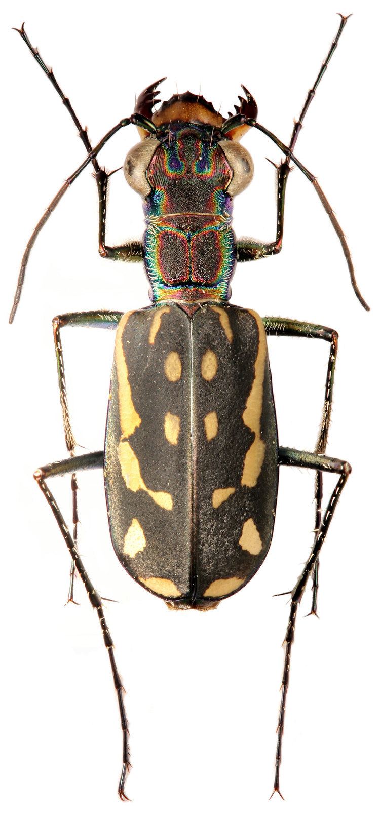 Lophyra Lophyra Spilodia striolata Illiger 1800 Carabidae