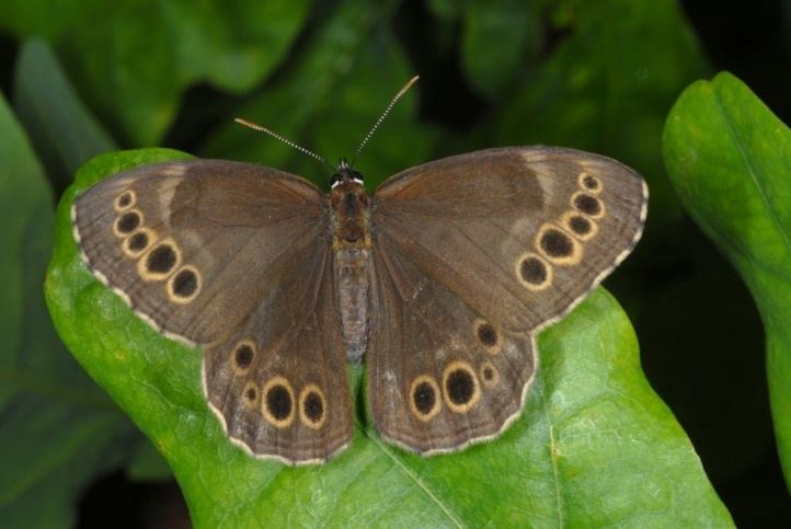Lopinga achine European Lepidoptera and their ecology Lopinga achine
