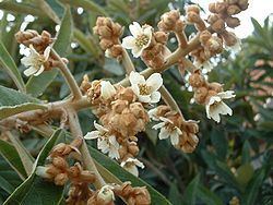 Loquat Loquat Wikipedia