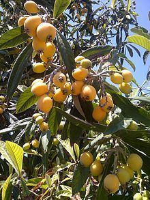 Loquat Loquat Wikipedia