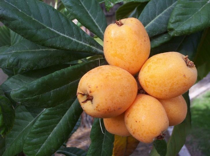 Loquat Growing Loquats In Phoenix Arizona Eriobotrya Japonica nispero