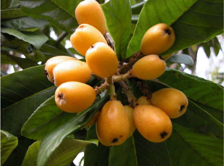 Loquat Loquat Fruit Tree Green Cloud Solutions